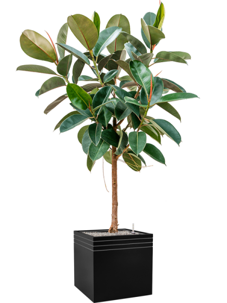 Фикус Elastica 'Robusta'  H130×W70 D30×27 см 