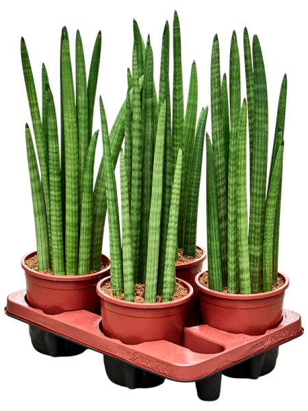 Сансевиерия Cylindrica 'Tower' 4/tray  H50×W20 D14×12 см 