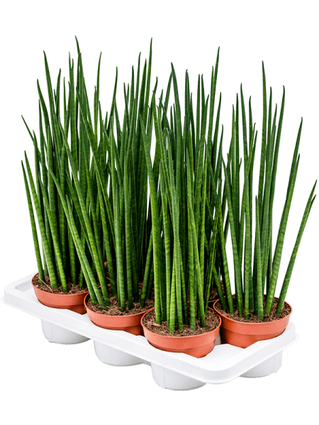 Сансевиерия Cylindrica 'Mikado' 7/tray  H55×W15 D14×12 см 