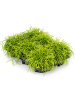 Рипсалис Baccifera 'Oasis' 6/tray  H15×W15 D11×9 см 