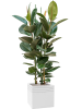 Фикус Elastica 'Robusta'  H120×W70 D30×27 см 