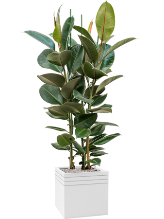 Фикус Elastica 'Robusta'  H120×W70 D30×27 см 