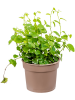 Фикус Pumila repens 'White Sunny' 12/tray  H15×W15 D9×7 см 