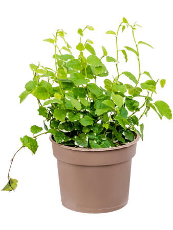 Фикус Pumila repens 'White Sunny' 12/tray  H15×W15 D9×7 см 