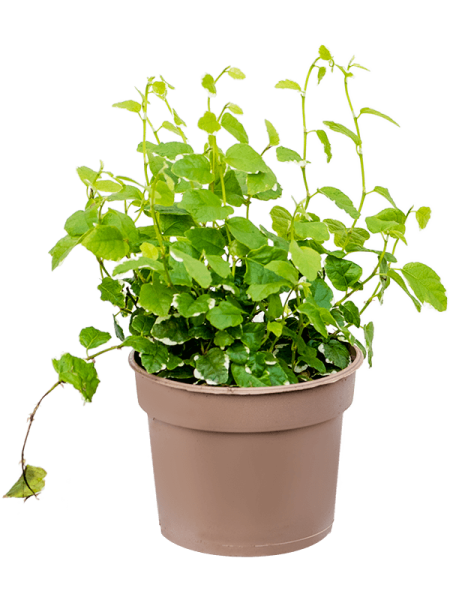 Фикус Pumila repens 'White Sunny' 12/tray  H15×W15 D9×7 см 