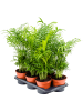 Хамедорея Elegans 6/tray  H55×W30 D17×14 см 