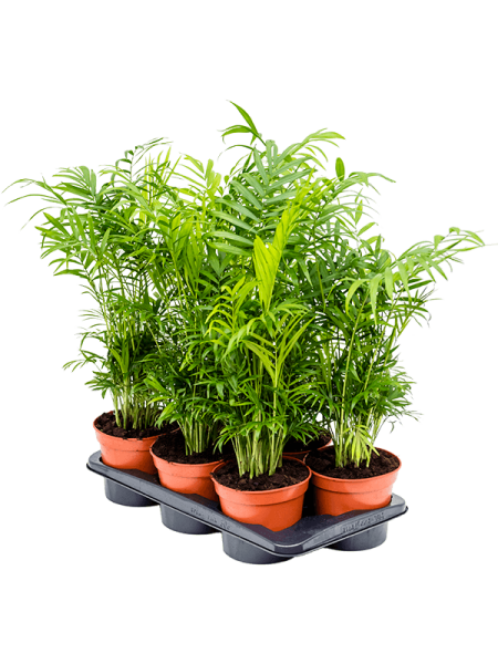 Хамедорея Elegans 6/tray  H55×W30 D17×14 см 