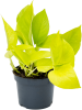Сциндапсус Эпипремнум 'Golden Pothos' 10/tray  H20×W20 D12×9 см 
