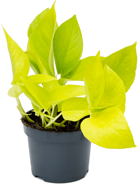 Сциндапсус Эпипремнум 'Golden Pothos' 10/tray  H20×W20 D12×9 см 
