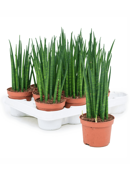 Сансевиерия Cylindrica 'Mikado' 11/tray  H30×W15 D10×9 см 