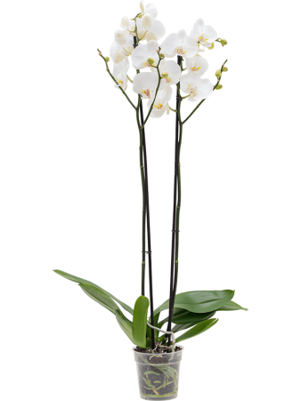 Фаленопсис 'Silhouette' 6/tray  H75×W20 D12×11 см 