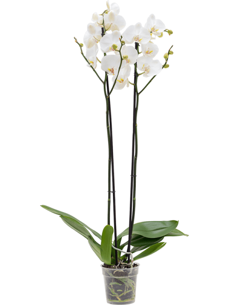 Фаленопсис 'Silhouette' 6/tray  H75×W20 D12×11 см 