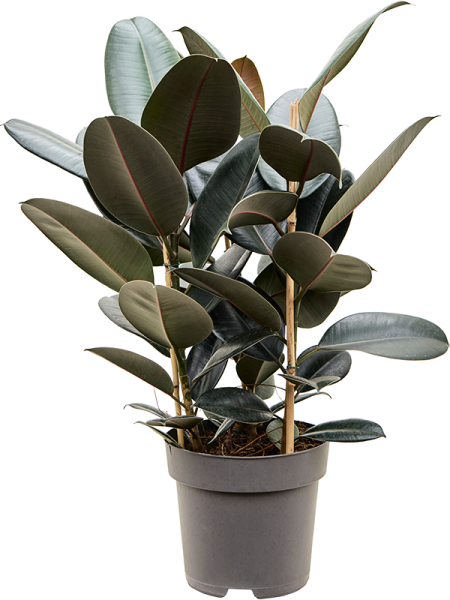 Фикус Elastica 'Abidjan'  H85×W50 D27×24 см 