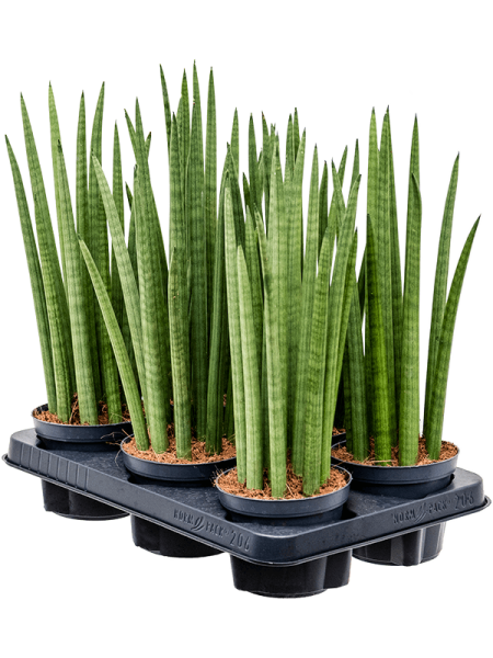 Сансевиерия Cylindrica 'Spikes' 6/tray  H40×W15 D12×11 см 