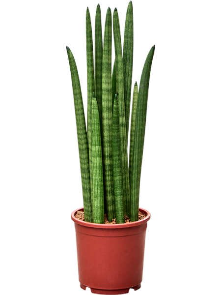 Сансевиерия Cylindrica 'Tower' 4/tray  H50×W20 D14×12 см 