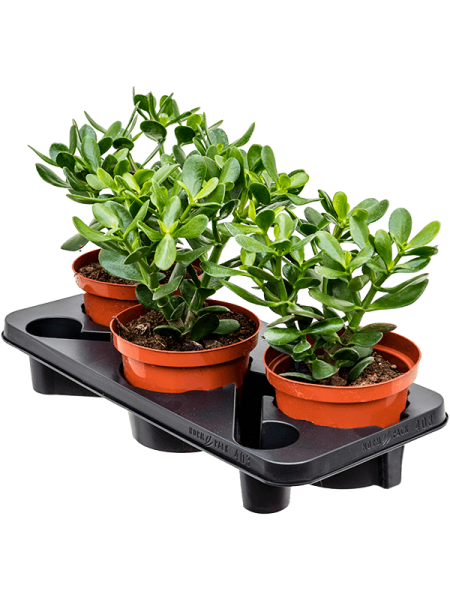 Крассула Яйцевидный 3/tray  H35×W20 D17×15 см 
