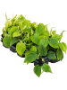 Филодендрон Scandens 10/tray  H20×W20 D12×10 см 