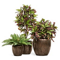 TREEZ Effectory - Wow TREEZ Effectory - Wow