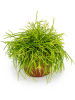 Рипсалис Baccifera 'Oasis' 6/tray  H15×W15 D11×9 см 