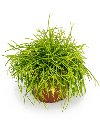 Рипсалис Baccifera 'Oasis' 6/tray  H15×W15 D11×9 см 