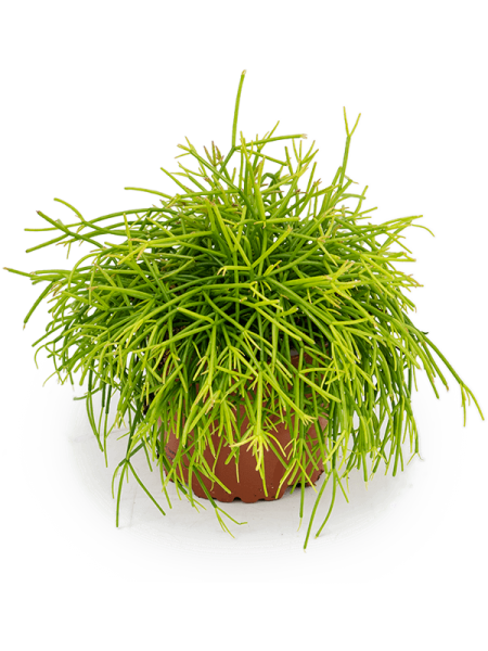 Рипсалис Baccifera 'Oasis' 6/tray  H15×W15 D11×9 см 