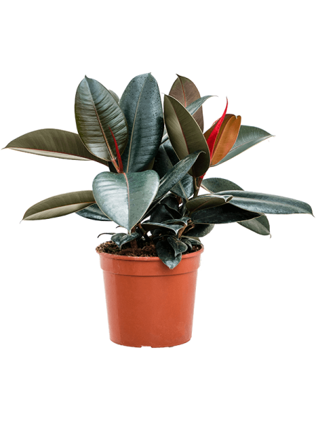 Фикус Elastica 'Abidjan'  H60×W40 D21×20 см 
