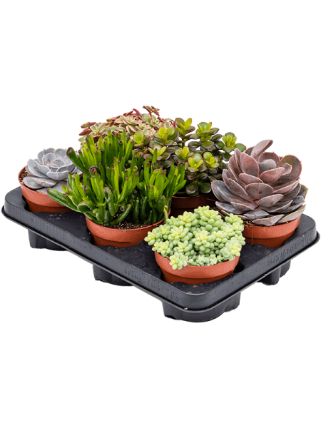 Суккулентен Mix 6/tray  H20×W15 D12×11 см 