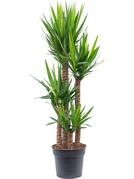 Юкка Elephantipes  H155×W40 D34×30 см 