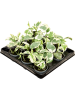 Сциндапсус Эпипремнум 'N'joy' 12/tray  H12×W12 D6×5 см 