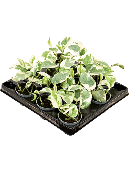 Сциндапсус Эпипремнум 'N'joy' 12/tray  H12×W12 D6×5 см 