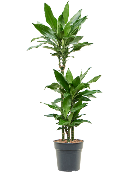Драцена Fragrans 'Burundii'  H120×W45 D21×20 см 