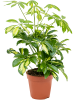 Шеффлера Arboricola 'Gerda' 6/tray  H40×W25 D13×12 см 
