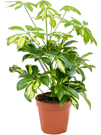 Шеффлера Arboricola 'Gerda' 6/tray  H40×W25 D13×12 см 