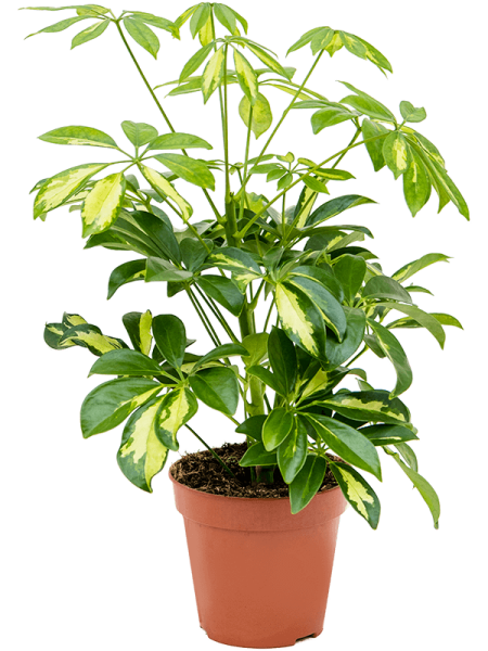 Шеффлера Arboricola 'Gerda' 6/tray  H40×W25 D13×12 см 