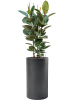 Фикус Elastica 'Robusta'  H120×W70 D30×27 см 
