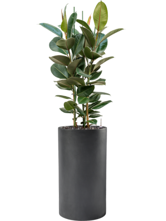 Фикус Elastica 'Robusta'  H120×W70 D30×27 см 