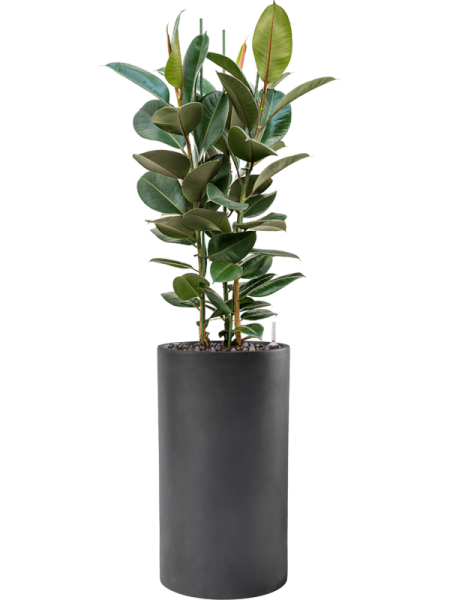 Фикус Elastica 'Robusta'  H120×W70 D30×27 см 