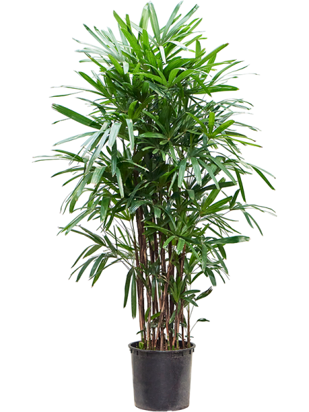 Рапис Excelsa 170-210  H190×W80 D35×32 см 