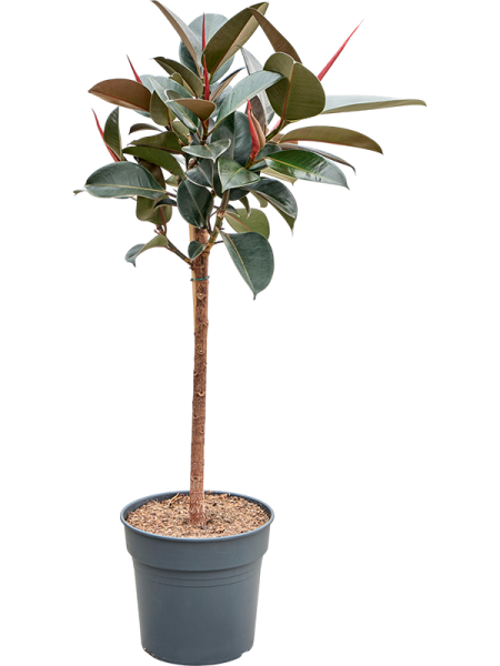 Фикус Elastica 'Abidjan'  H130×W70 D30×27 см 