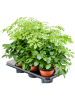 Шеффлера Arboricola 'Nora' 6/tray  H45×W30 D13×12 см 