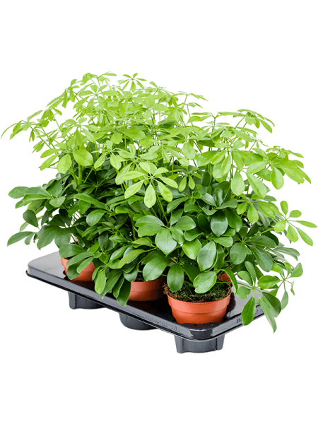 Шеффлера Arboricola 'Nora' 6/tray  H45×W30 D13×12 см 