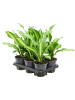 Драцена Fragrans 'Burley' 6/tray  H40×W25 D13×12 см 