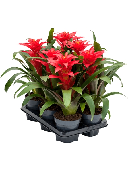 Гузмания 'Optima' 6/tray  H45×W25 D13×12 см 