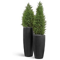 TREEZ Effectory - Quartz TREEZ Effectory - Quartz