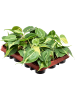 Филодендрон Scandens 'Brasil' 12/tray  H20×W15 D9×7 см 