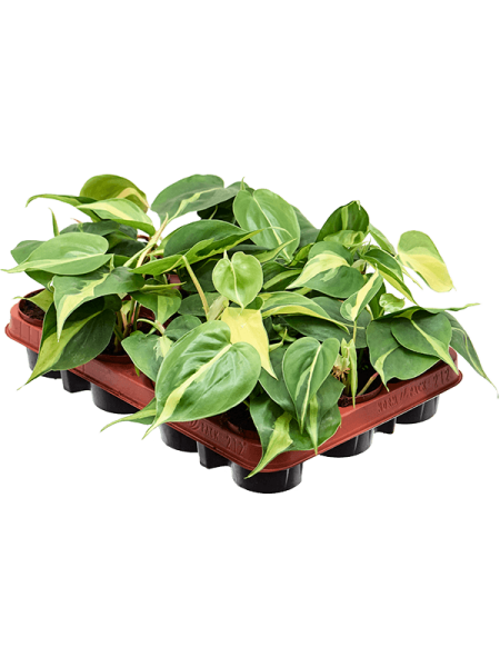 Филодендрон Scandens 'Brasil' 12/tray  H20×W15 D9×7 см 
