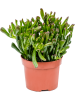 Крассула Яйцевидный 'Horn Tree' 6/tray  H20×W15 D12×9 см 