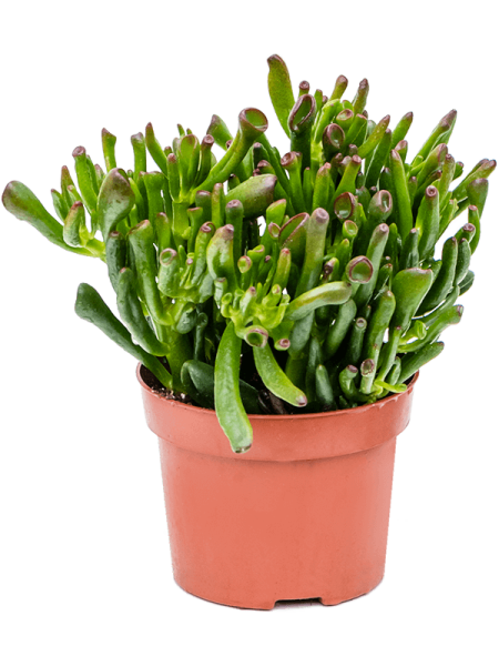 Крассула Яйцевидный 'Horn Tree' 6/tray  H20×W15 D12×9 см 