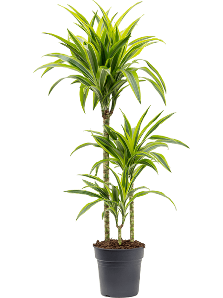 Драцена Fragrans 'Lemon Lime'  H100×W35 D21×20 см 