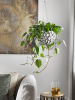 Филодендрон Scandens 50-60  H80×W40 D28×17 см 